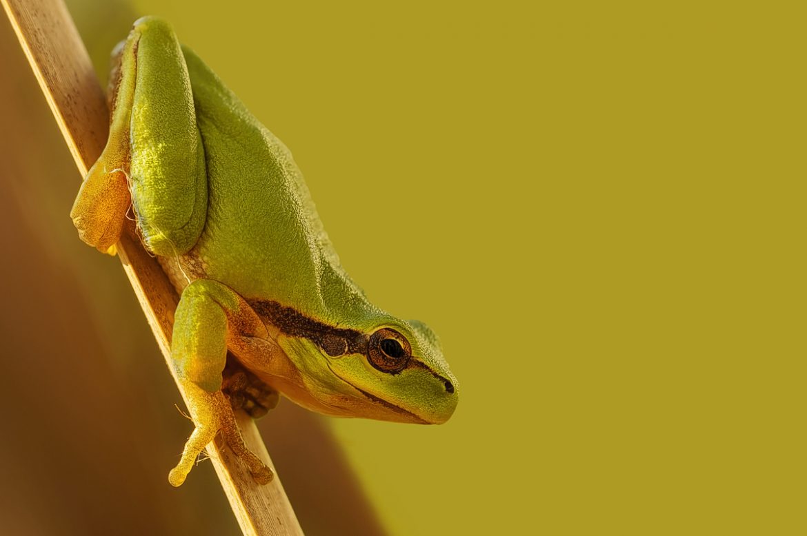 Nuevos horizontes para la fotografía de naturaleza (I)