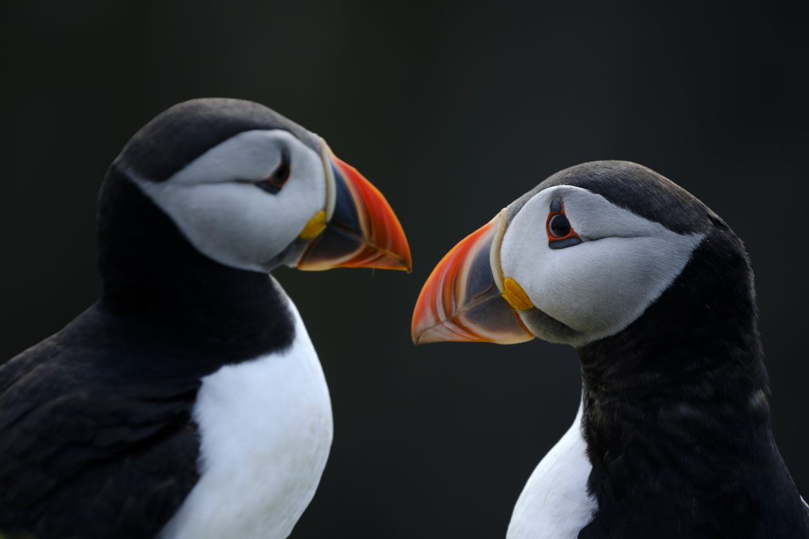 Guía “Fotografía de naturaleza” de Kiko Arcas
