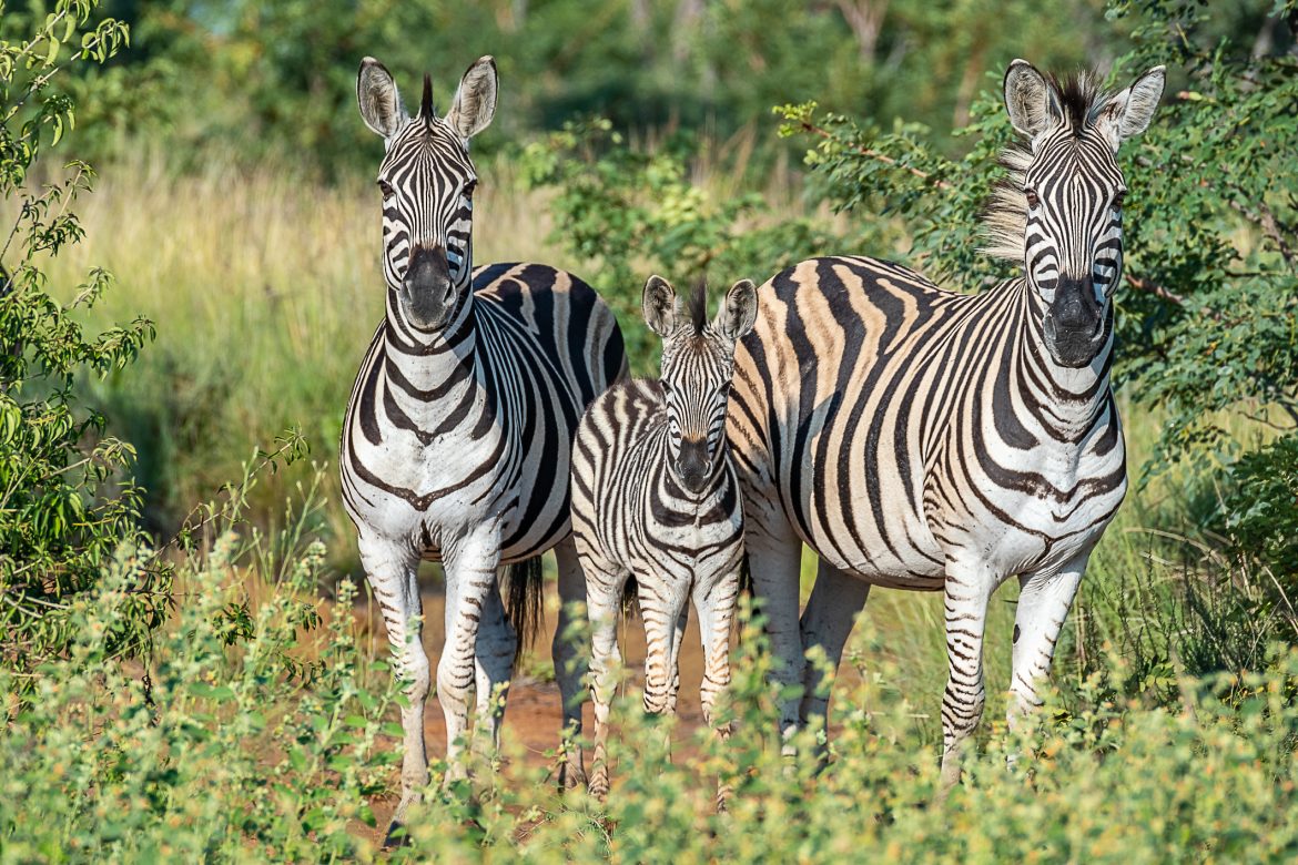 Safari en Sudáfrica con Fujinon XF100-400mmF4.5-5.6 R LM OIS WR